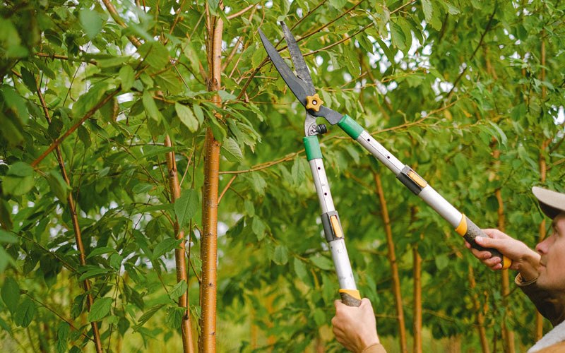 Tree trimming in Nixon, NV